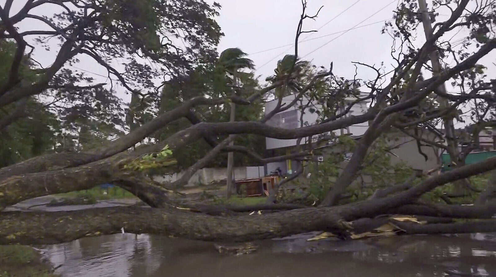 Fallen tree branches across a flooded street after a cyclone impact in Andhra Pradesh.
